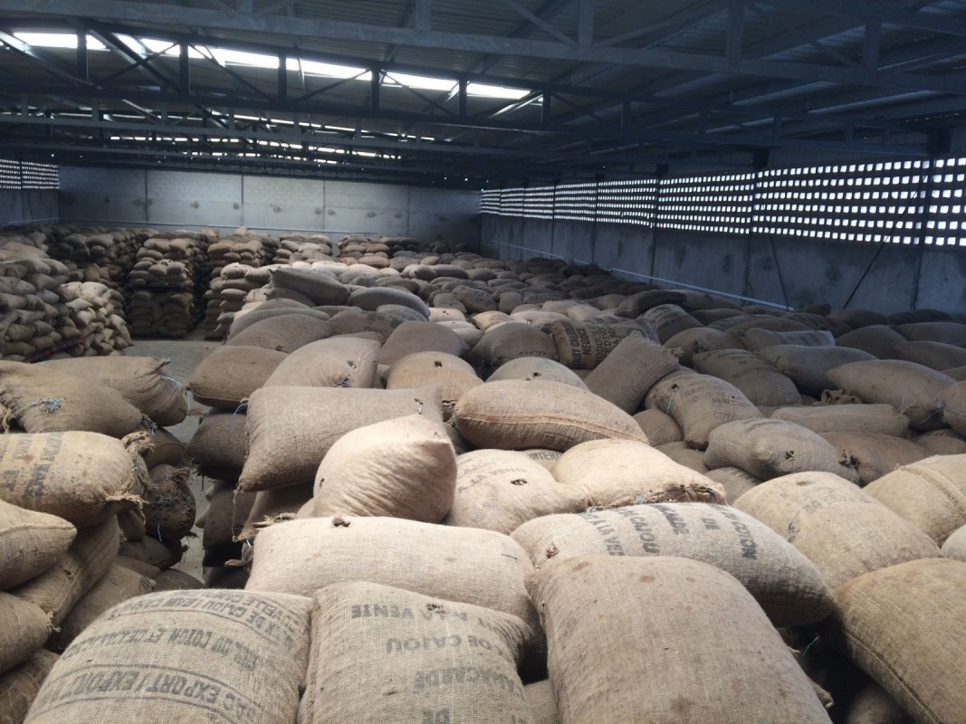 Raw Cashew Nuts (GHANA). from Ghana
